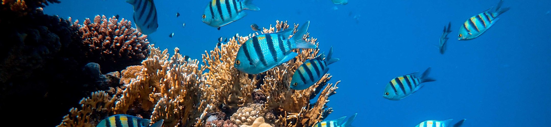 ABS resources: where to find what?