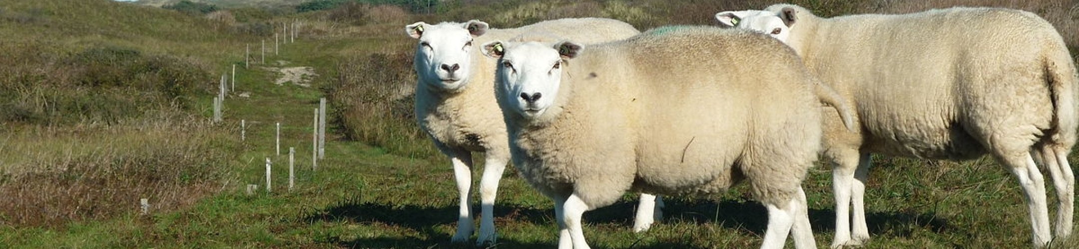 Access to Dutch Genetic Resources