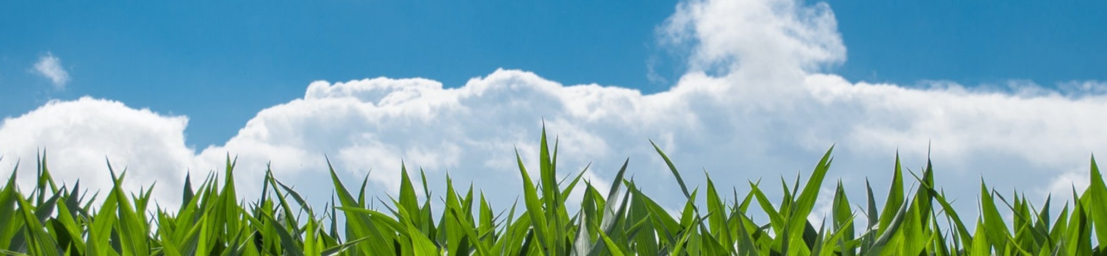 Accessing genetic resources: ABS procedures on the ABS Clearing-House