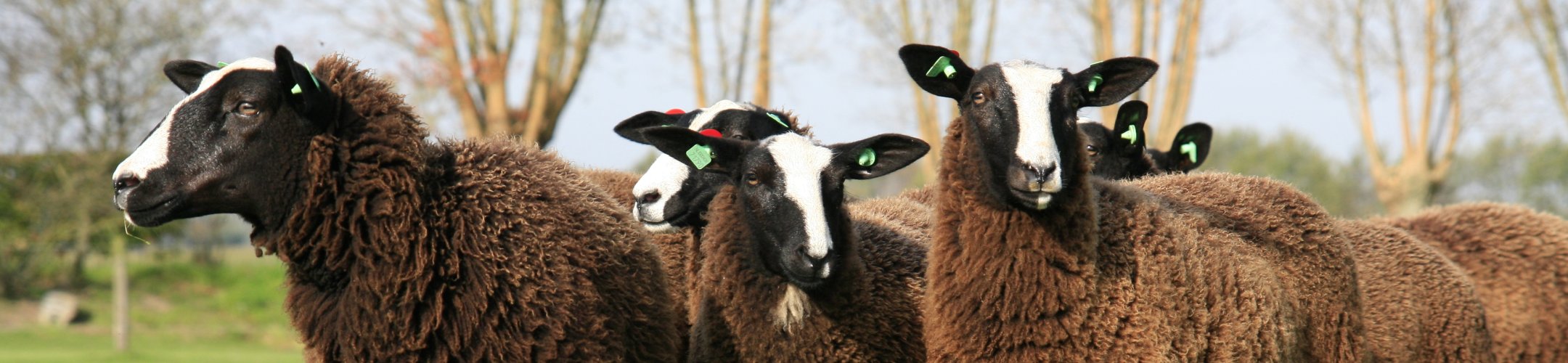 Animal breeding and the EU ABS Regulation