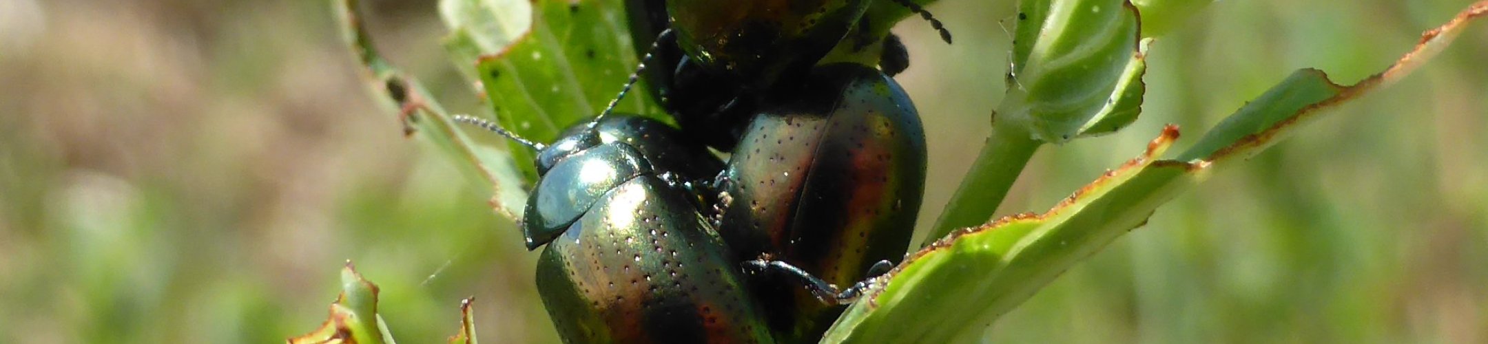 Articles retracted due to non-compliance with ABS rules