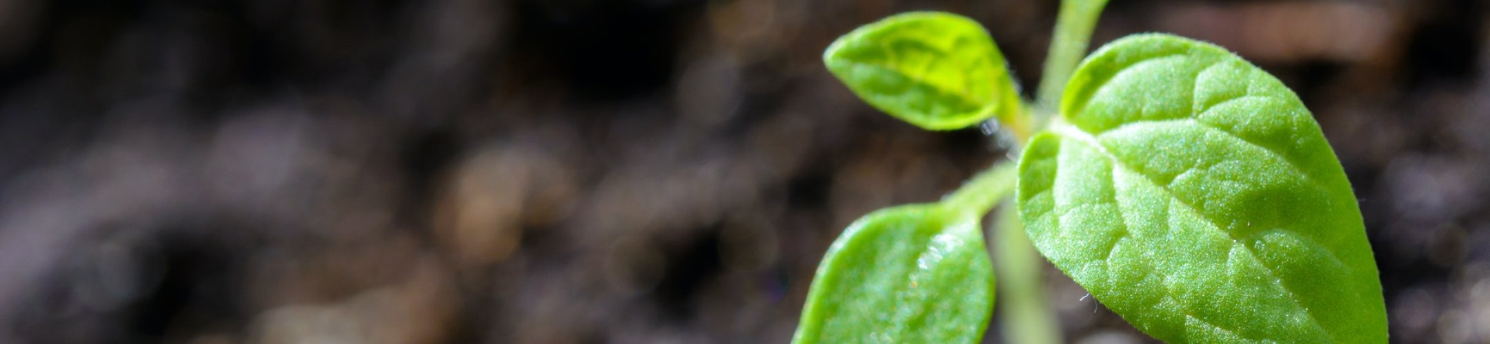 CBD meetings (including on DSI) to be held in March