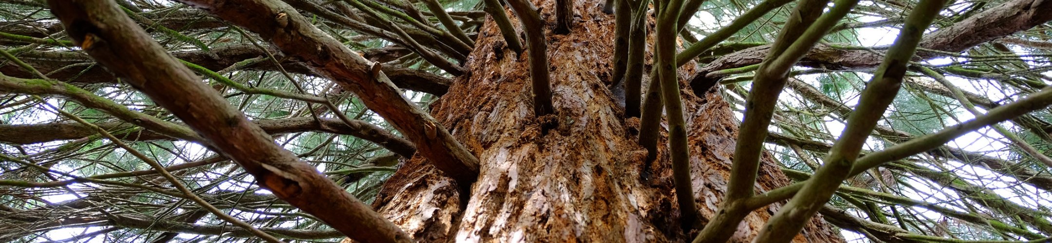 CETAF Code of Conduct recognised as Best Practice