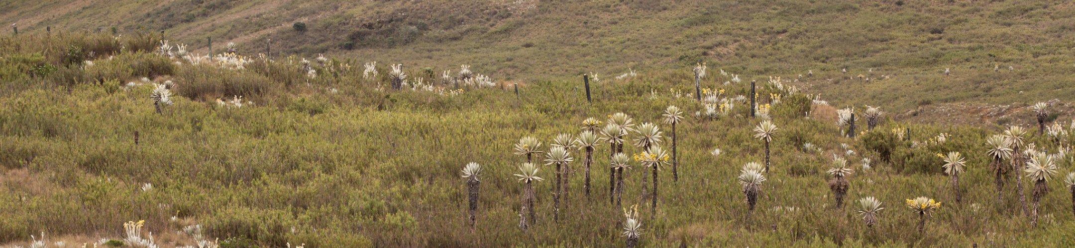 Cali Fund launched, company contributions welcome!