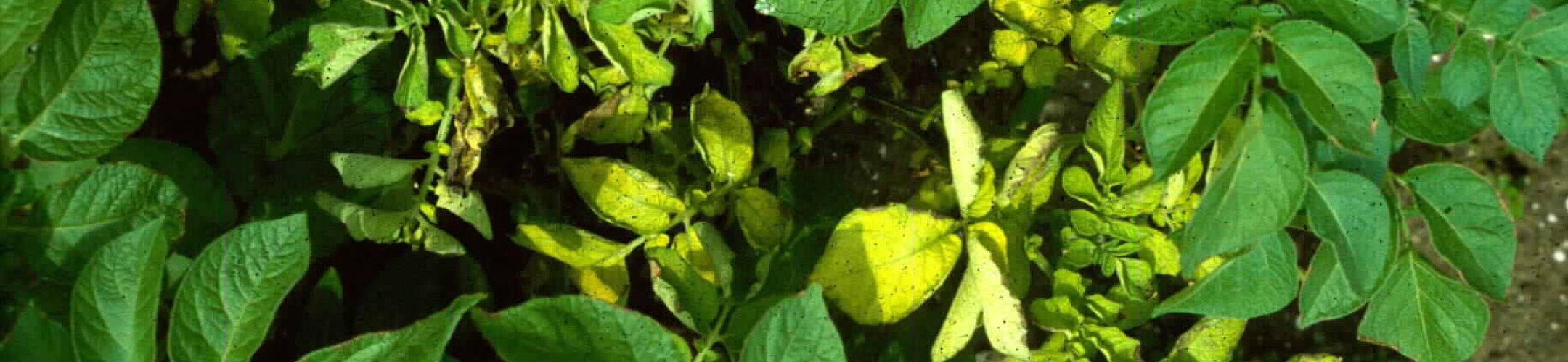 Collection added to the EU Register of Collections: CIRM-Collection Française de Bactéries associées aux Plantes (CIRM-CFBP)