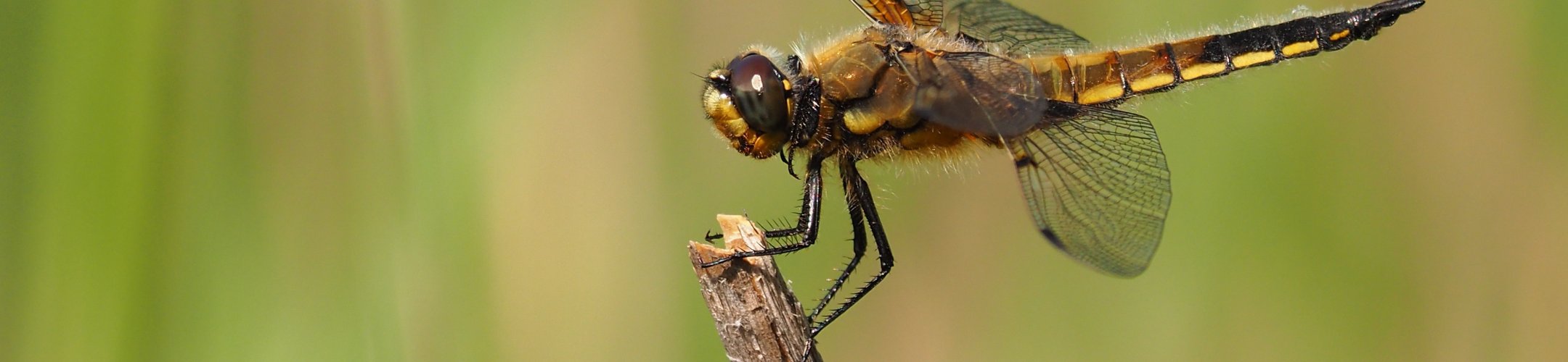 Digital Sequence Information (DSI) negotiations again delayed