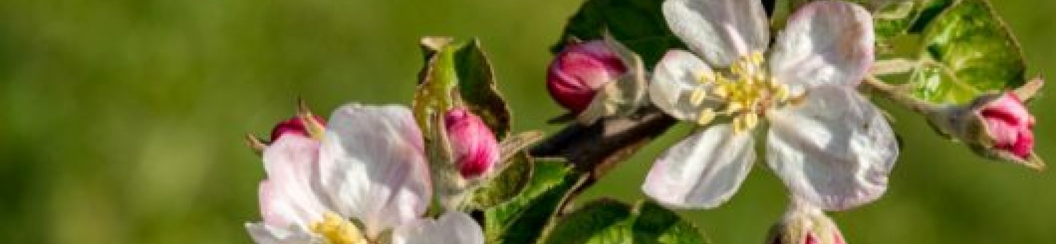 Digital Sequence Information (DSI) on genetic resources