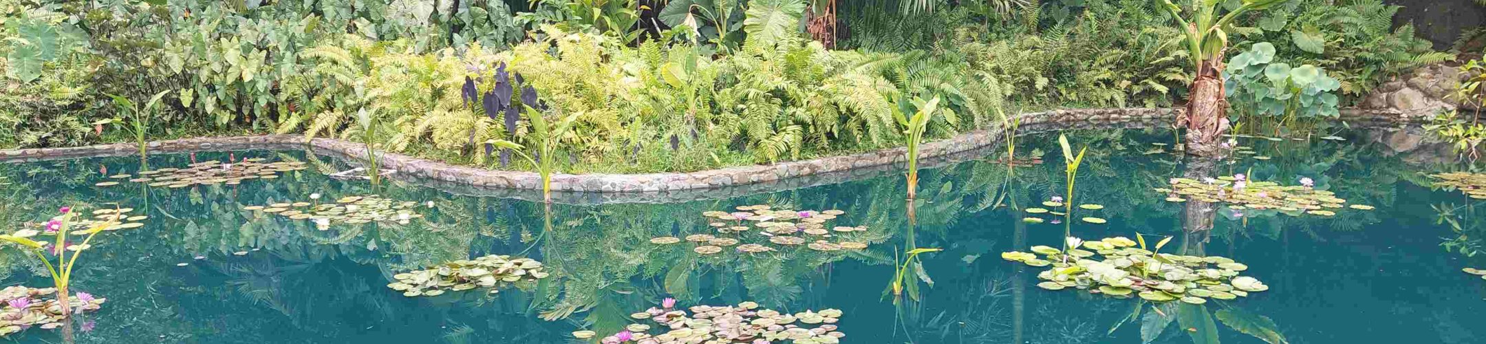 Digital Sequence Information (DSI): outcomes of the CBD meeting in October/November 2024