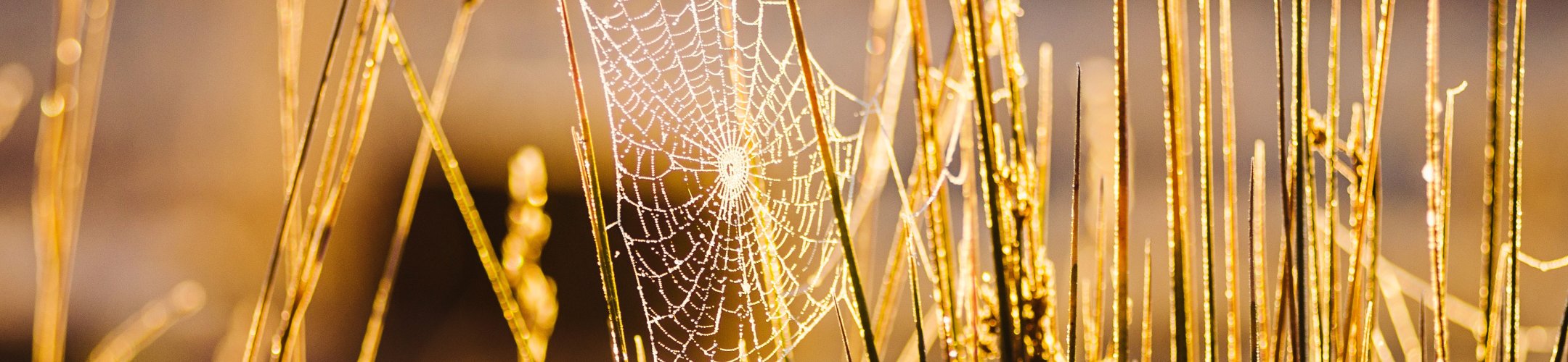 EU ABS Networking Event (June 14, 2021)