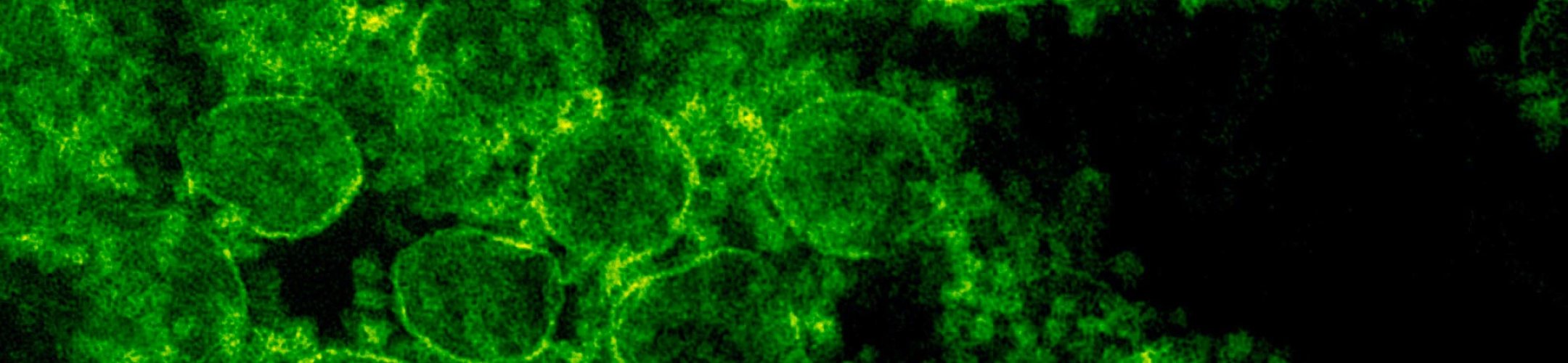 EU ABS Regulation: human microbiota and pathogens