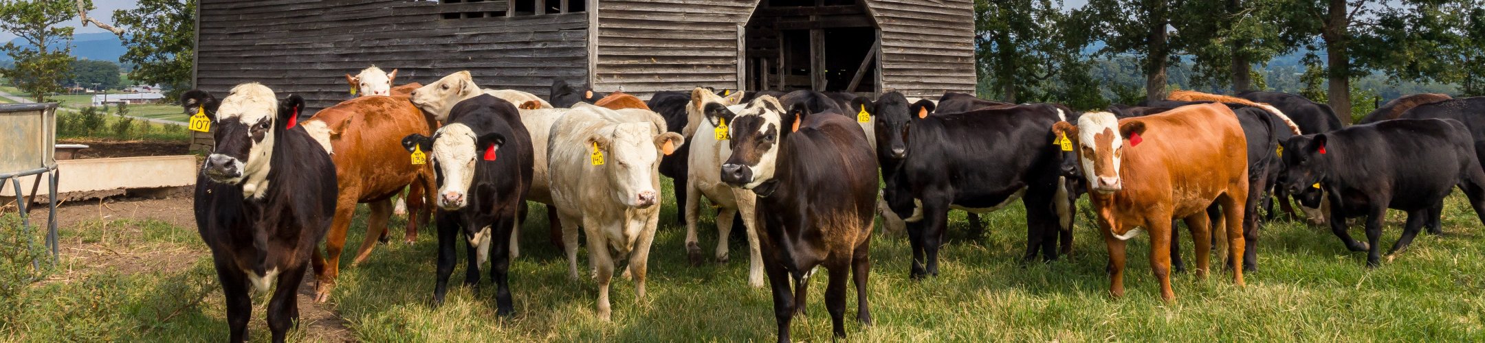 EU ABS Regulation: in or out of scope?