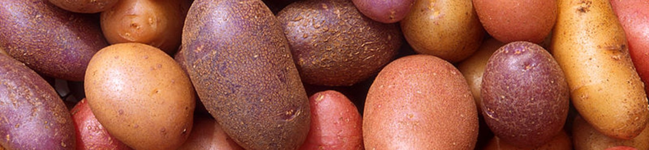 Enhancement of the Multilateral System of the ITPGRFA: work of the Working Group concluded