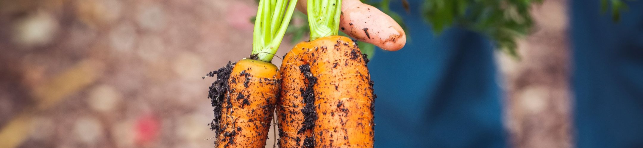 Enhancement of the Multilateral System of the ITPGRFA