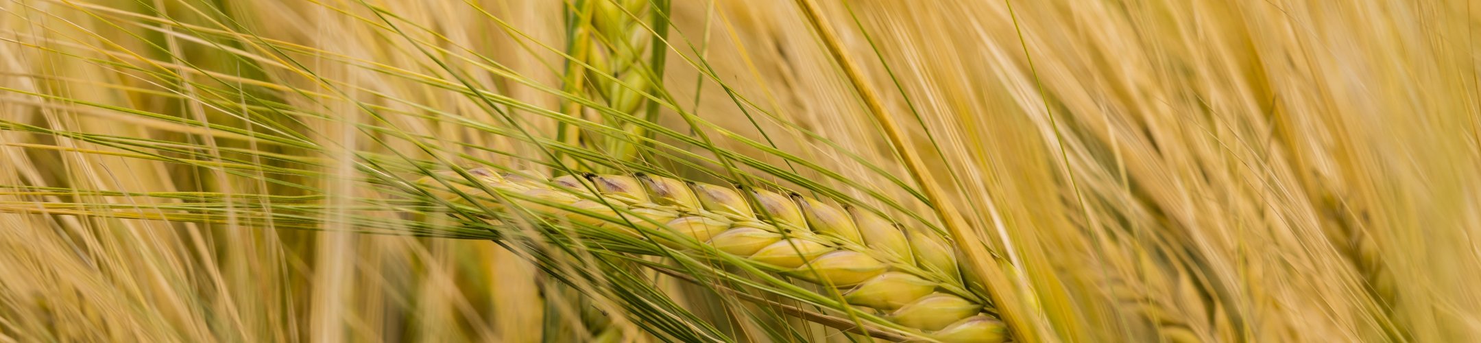 FAO survey on ABS country measures