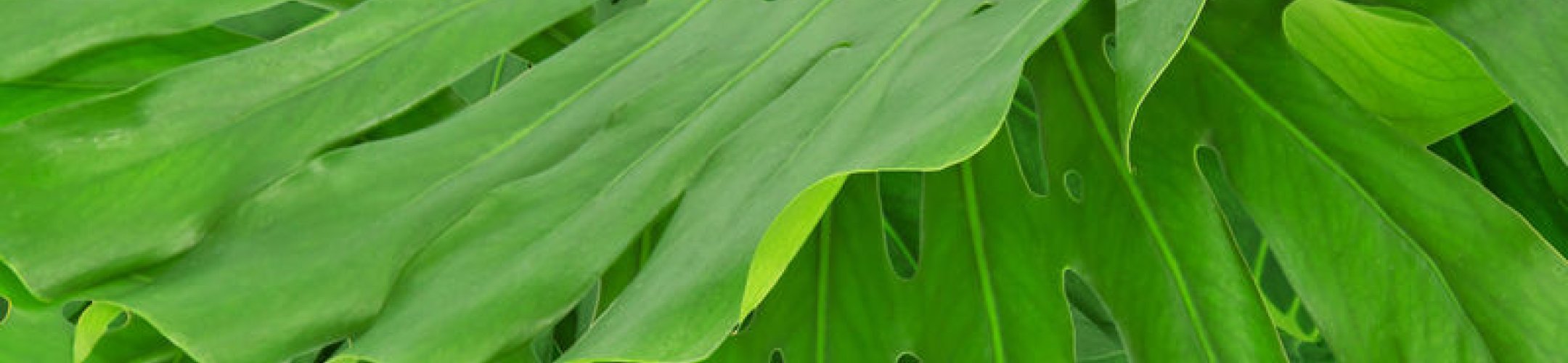 FAQ update: utilisation of genetic resources, EU ABS Regulation, and more