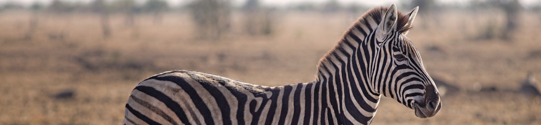 Further discussions on Digital Sequence Information (DSI)