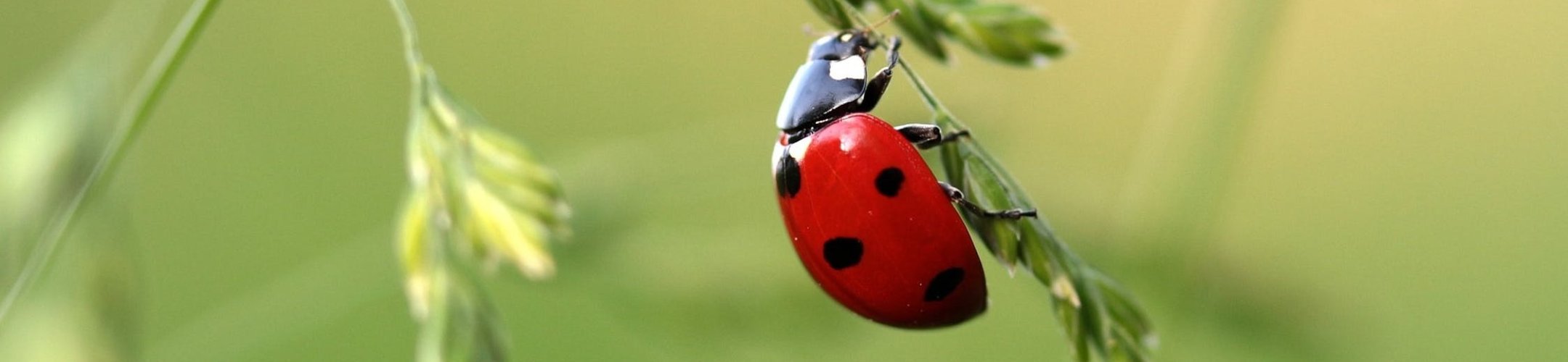 Invitation to submit views on Digital Sequence Information (DSI)