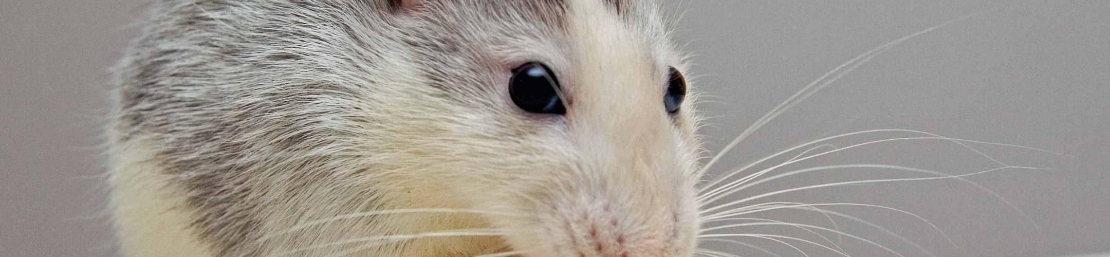 Laboratory strains and the EU ABS Regulation