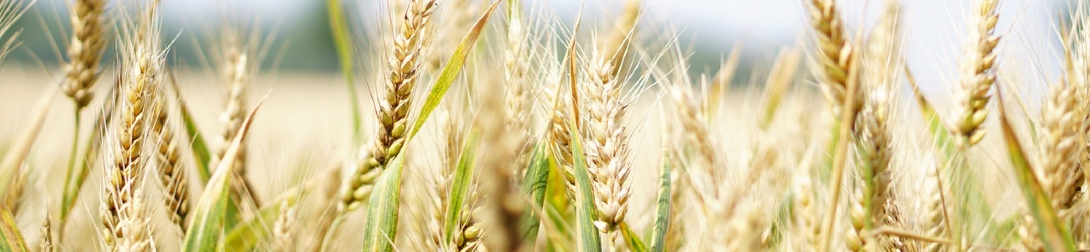 Minimising your administrative burden: specialised ABS instruments