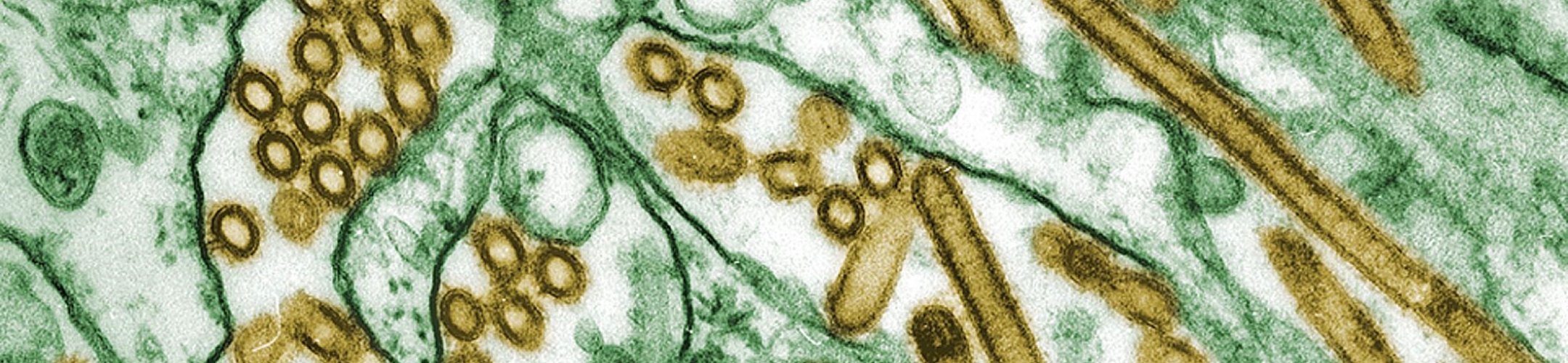New on the ABS Focal Point: Pandemic Influenza Preparedness (PIP) Framework