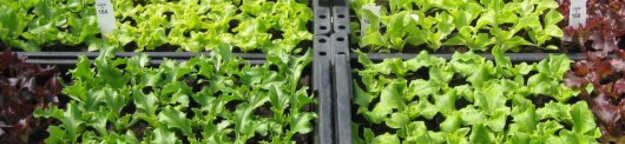 Newsletter ABS Focal Point