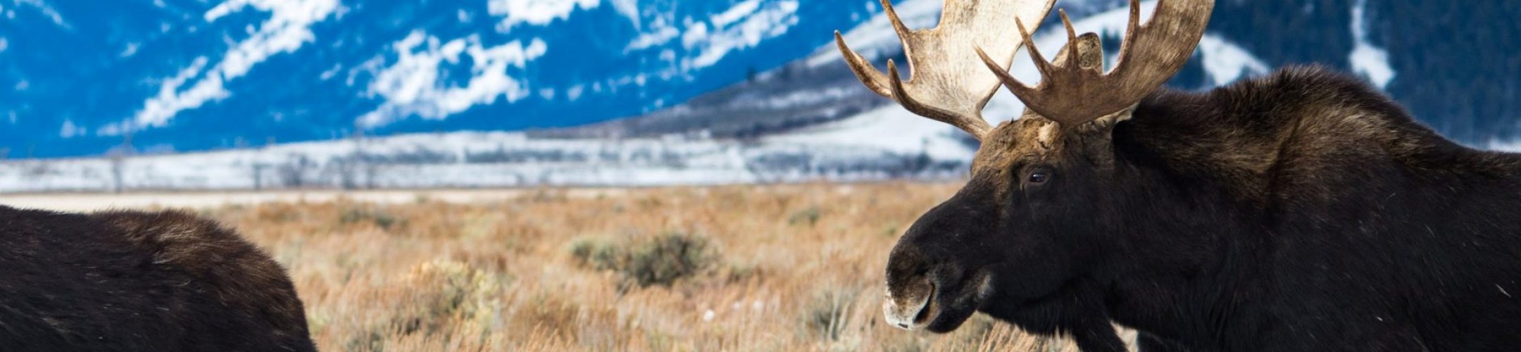 Opportunities to provide input on DSI before CBD meetings in December