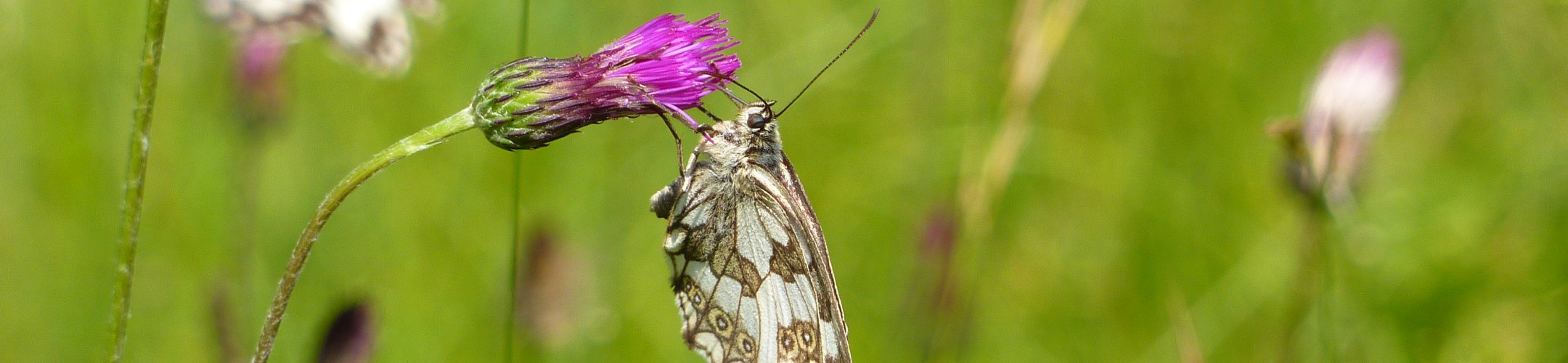 Progress on Digital Sequence Information (DSI)