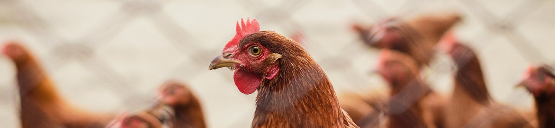 Revised EU Guidance document officially published