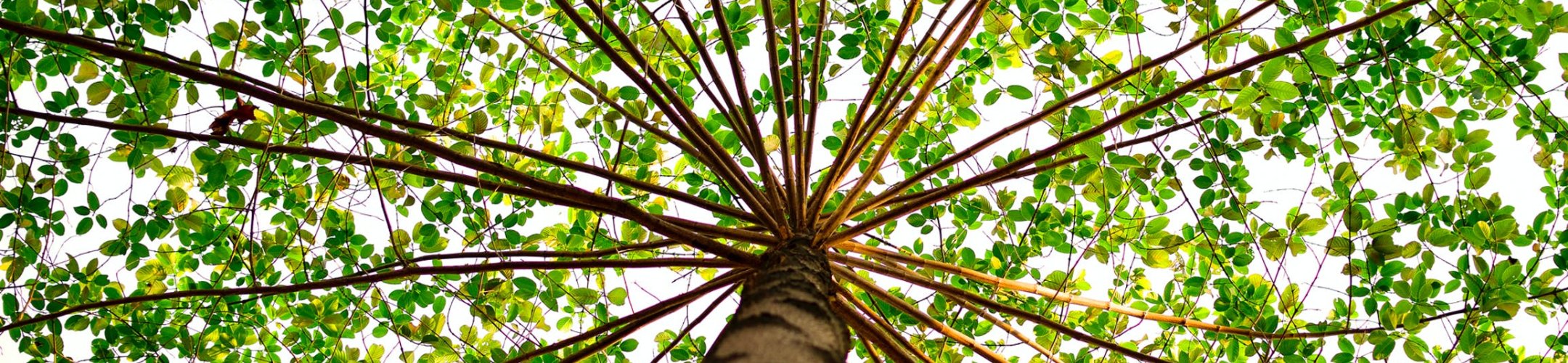 Scope of the EU ABS Regulation: characterisation and phylogenetic analysis