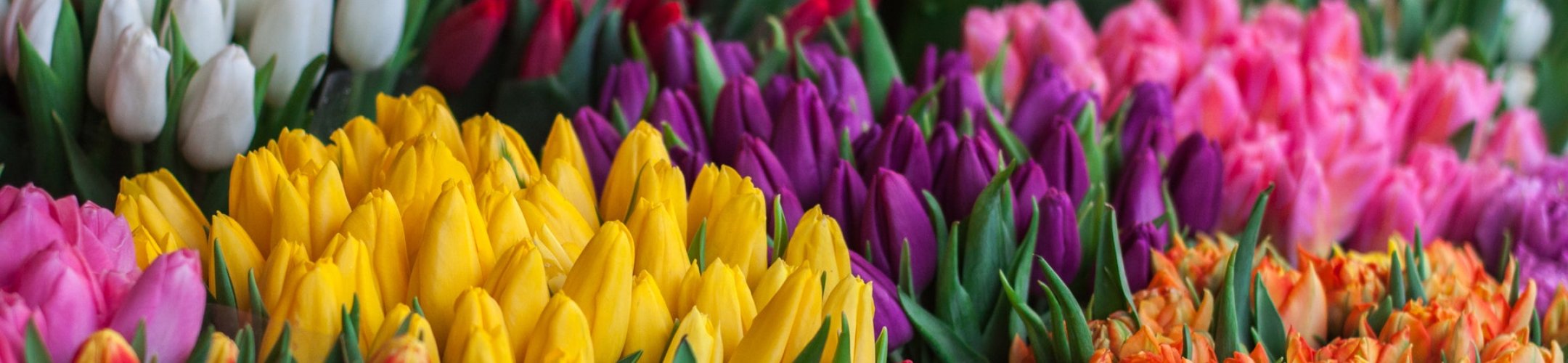 Scope of the EU ABS Regulation: commercial plant varieties and derivatives