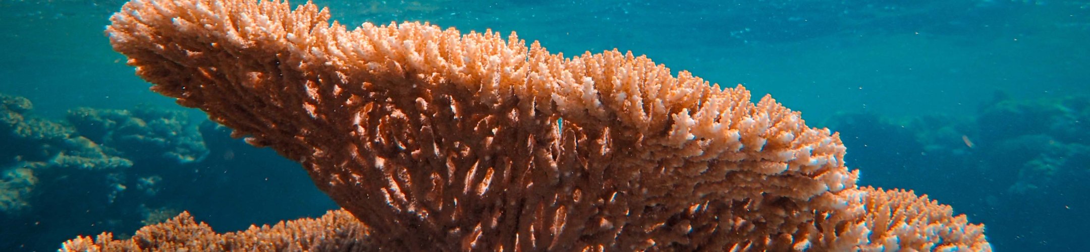 The internationally recognised certificate of compliance (IRCC) of the Nagoya Protocol