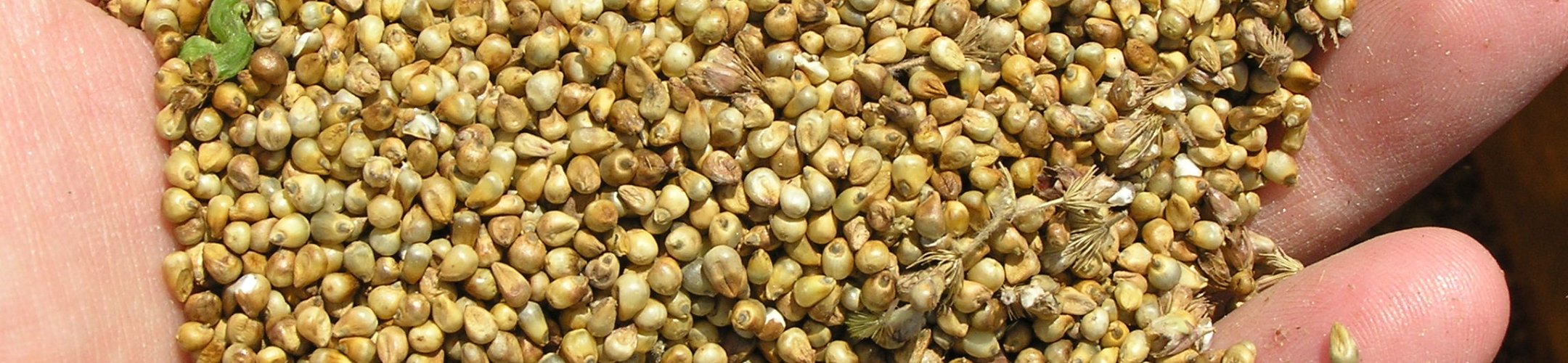 Update on the enhancement of the Multilateral System of the ITPGRFA