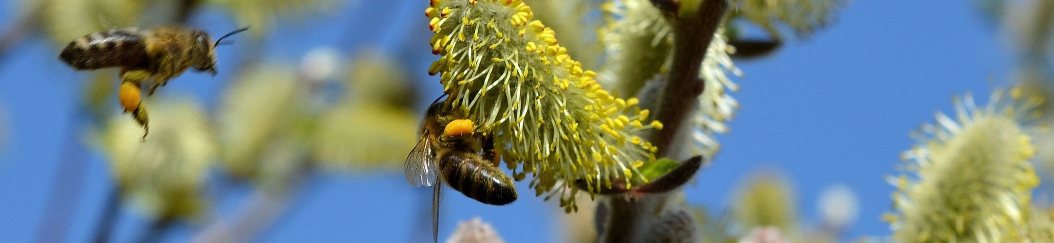 Utilisation: taxonomic identification and testing and reference tools