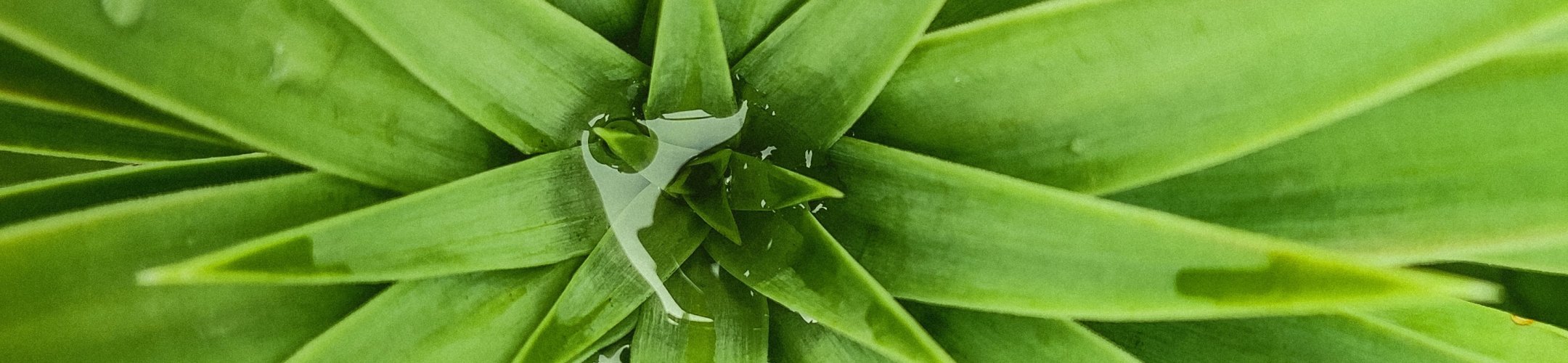 What are your ABS obligations as a user of genetic resources?