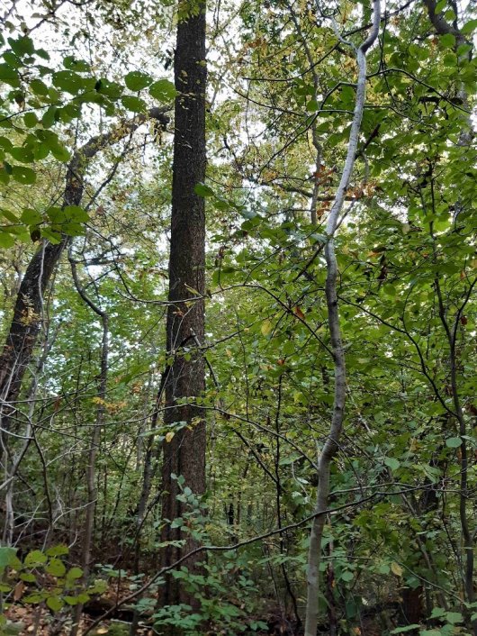Veerkrachtig bos. Volwassen Amerikaanse vogelkers in gemengd structuurrijk bos. Verjonging van Av ontbreekt. Veerkrachtig bos. Volwassen Amerikaanse vogelkers in gemengd structuurrijk bos. Verjonging van Av ontbreekt.