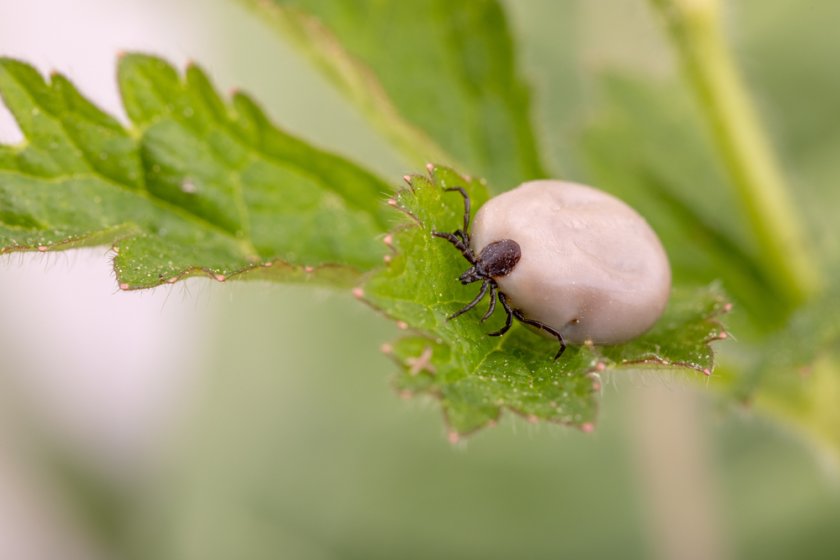 A tick feeds continuously for between three and ten days, and the biological glue helps it stay attached throughout.