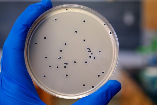 Petridish