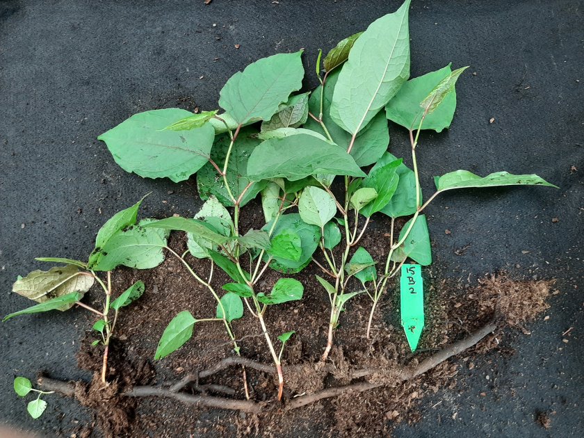 Figuur 1: Vertakte wortelstok na vier maanden onder anaerobe omstandigheden. De nog vitale groeipunten (‘knopen’) zijn uitgegroeid tot volledige plantjes. Figuur 1: Vertakte wortelstok na vier maanden onder anaerobe omstandigheden. De nog vitale groeipunten (‘knopen’) zijn uitgegroeid tot volledige plantjes.