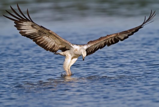 Sea eagle Sea eagle