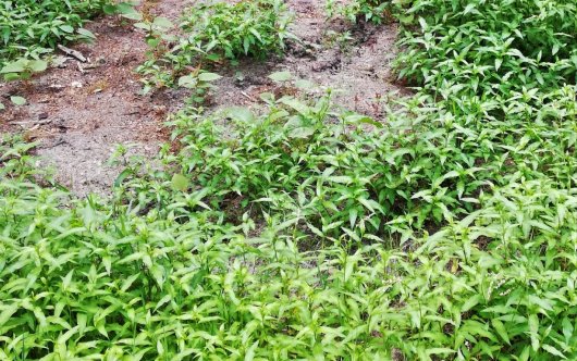 Zachte duizendknoop (Persicaria mitis) neemt de plaats in van de Japanse duizendknoop Zachte duizendknoop (Persicaria mitis) neemt de plaats in van de Japanse duizendknoop