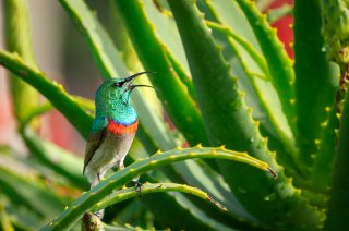 Hummingbird in green plant