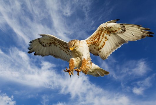 Ruigpootbuizerd
