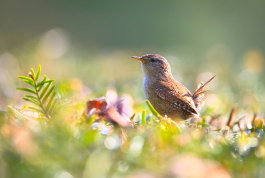 Wren in grass Wren in grass