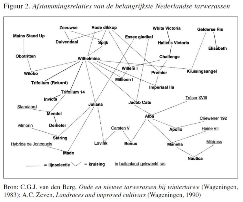 Afstammingsrelaties van de belangrijkste Nederlandse tarwerassen (uit: De veredeling van tarwe in Nederland, H. Maat, 1998) Afstammingsrelaties van de belangrijkste Nederlandse tarwerassen (uit: De veredeling van tarwe in Nederland, H. Maat, 1998)