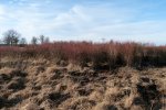 Trosbosbes struiken in de winter (Foto Probos)
