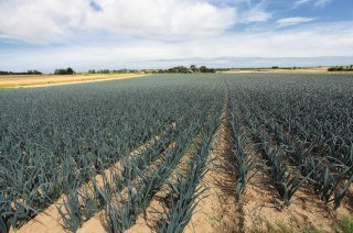 publicaties groene veredeling