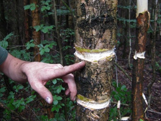 Dubbel geringde berk (Foto Ecopedia) Dubbel geringde berk (Foto Ecopedia)