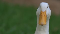 pekin duck pekin duck