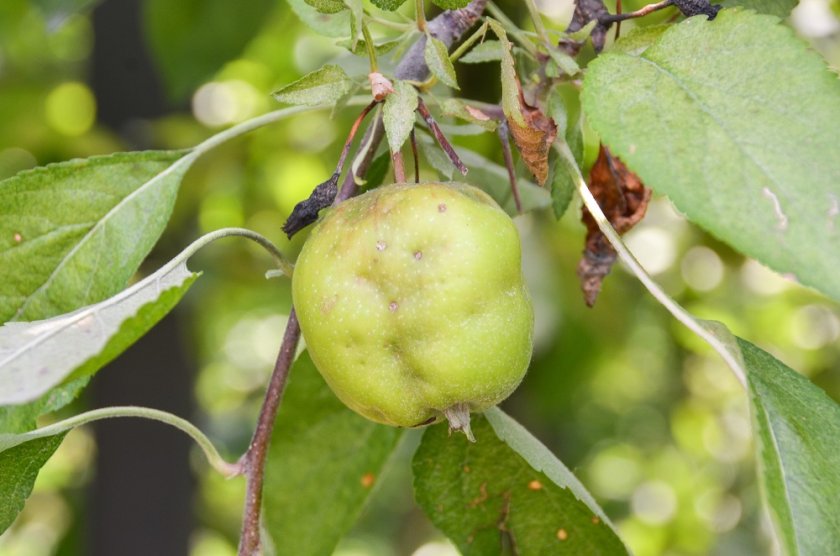 Apple with damage caused by stink bugs (Photo: Tim Haye) Apple with damage caused by stink bugs (Photo: Tim Haye)