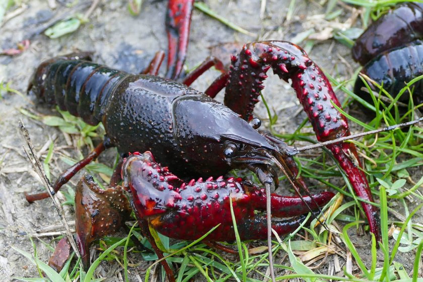 Rode Amerkaanse rivierkreeft (Procambarus clarkii) Foto: EIS Bram Koese Rode Amerkaanse rivierkreeft (Procambarus clarkii) Foto: EIS Bram Koese